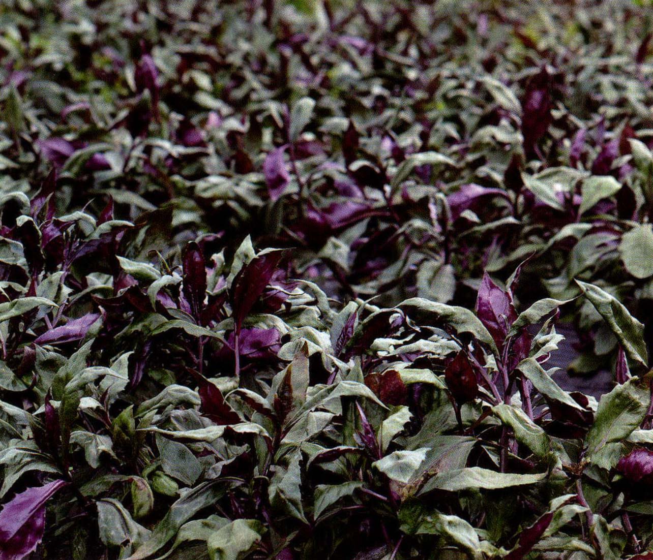 这个紫色野菜，80%的尤溪人都吃过！_家门口